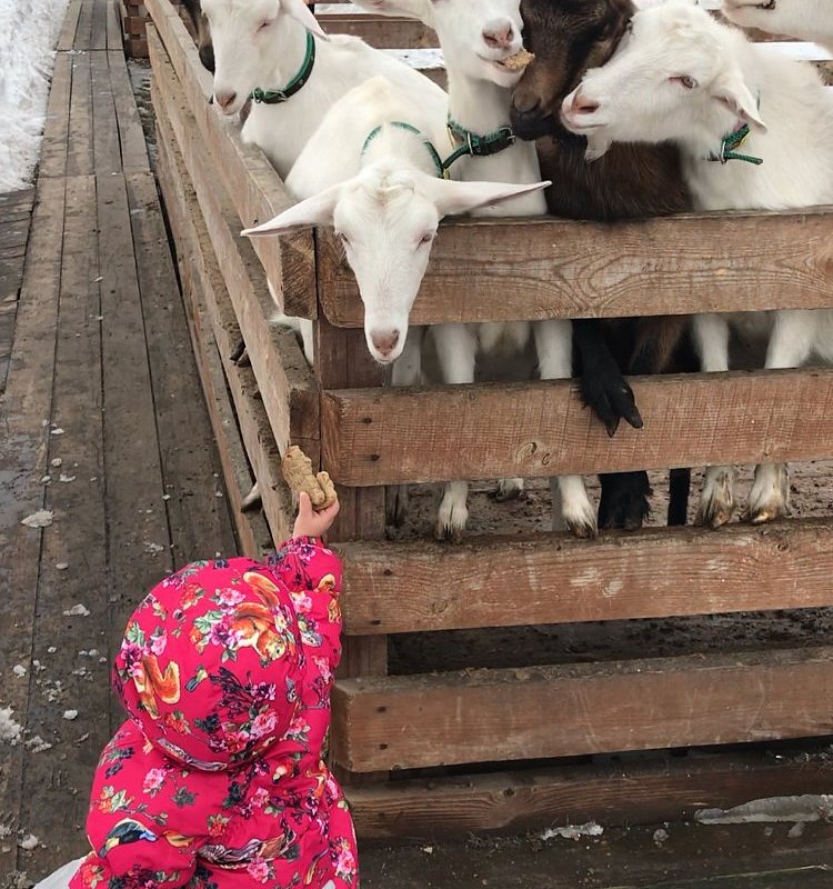 Семейная ферма, животные