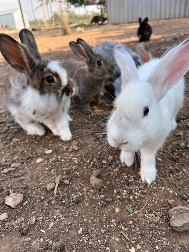 Кормление кроликов