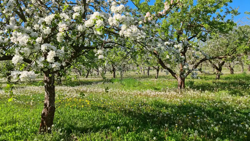 Яблоневый сад весной